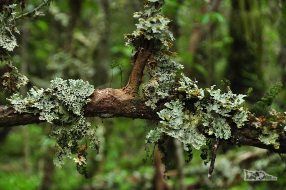 Caminho através de um bosque no Valle Los Exploradores que nos leva ao mirante da geleira que dá nome à região, perto da Carretera Austral, região de Puerto Rio Tranquilo, no sul do Chile